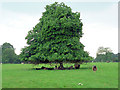 Parkland landscape, Sandhurst.