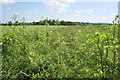 Farmland near Manor Farm