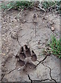 SP4327 : Animal tracks by Duncan Lilly