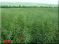 Oilseed rape ripening, near Tilshead