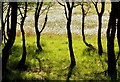 Birch trees and bog cotton