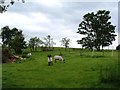 Deben Lodge farm football stadium, and some sheep.