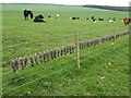 Mole gibbet