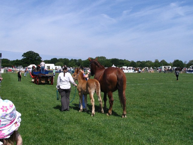 Suffolk Punch and foal