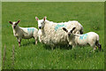 Ewe and Lambs, near Olney