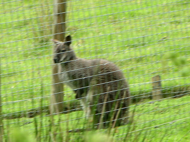 Wallaby in Welsh Valley!