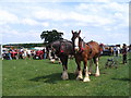 Ploughing team