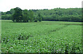 Beanfield and Wilderley Coppice, Shropshire