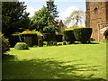 Clipped yews in the churchyard, Towcester