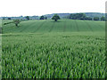 Wheat Field, near Willey, Shropshire