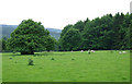 Sheep Grazing by Highfield Plantation, near Willey, Shropshire