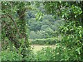 View through the hedge, Ash Lane