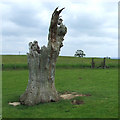 Dead Oak Tree, Linleygreen, Shropshire