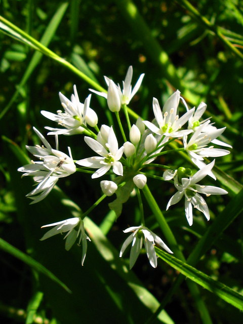 Ramsons Wild Garlic - Allium ursinum