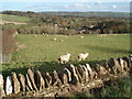 Upper Slaughter sheep pasture