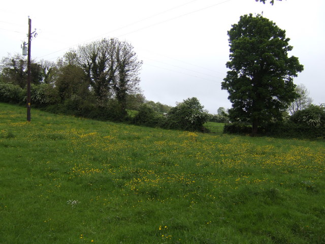 Pasture with buttercups, west of Donore