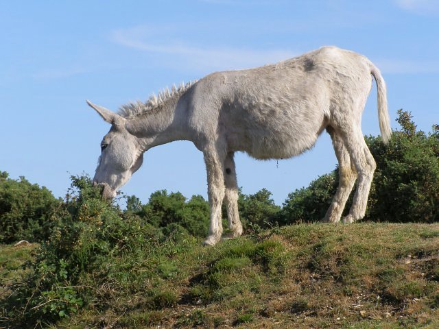 Donkey hybrid browsing near East End © Jim Champion :: Geograph