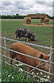 Pigs of Dorsington