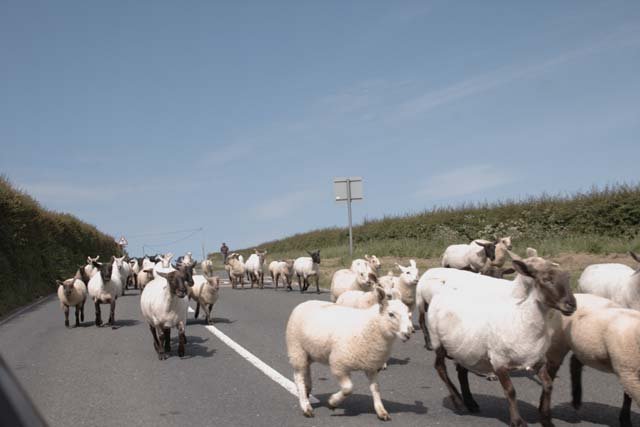 Sheep herded on B3227