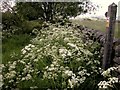 Overgrown footpath