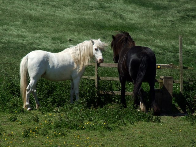 Horses at Snipe Dales