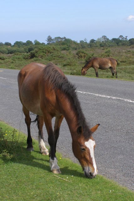 Ponies grazing on the verge of the B3055, Beaulieu Heath, New Forest