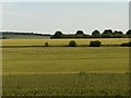 Farmland, Milston