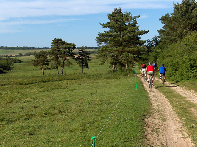 Milston Firs, Wiltshire - area information, map, walks and more