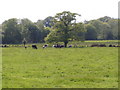 Cattle grazing under a tree