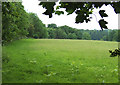 Meadow north of Highfield Plantation, Willey, Shropshire