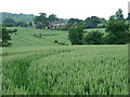 Wheatfield near Willey, Shropshire