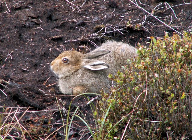 Mountain Hare At Near Bleaklow Stones John Fielding Geograph Britain And Ireland