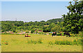 Field NE of Mayles Corner, Knowle