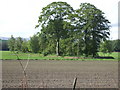 Copse near Mains of Sauchen