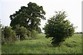 Hawthorn, Oak and Bridleway