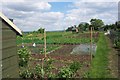 The allotments, Longworth