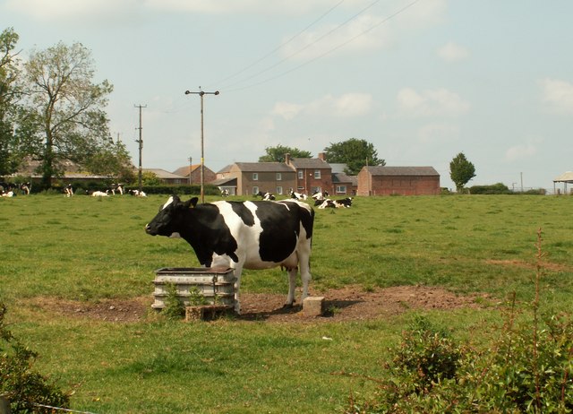 View of Walby across field of cows