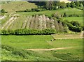 Orchards from Ridge Hill