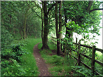 SK5664 : Bridleway in Peafield New Plantation by James Hill