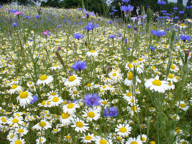 Summer Wild Flowers © Colin Smith :: Geograph Britain and Ireland