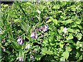 Comfrey (Symphytum officinale) growing by the Great Stour