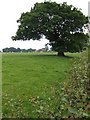 Oak by the footpath