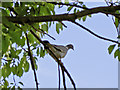 A wood pigeon