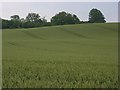 SU2831 : Farmland, East Tytherley by Andrew Smith