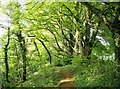 Footpath in Castle Wood