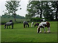 Field with grazing horses during Appleby Fair week