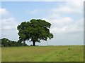 Oak Tree in open access field