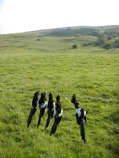 Magpies on Road to Geltsdale House