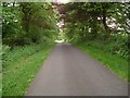 A leafy lane