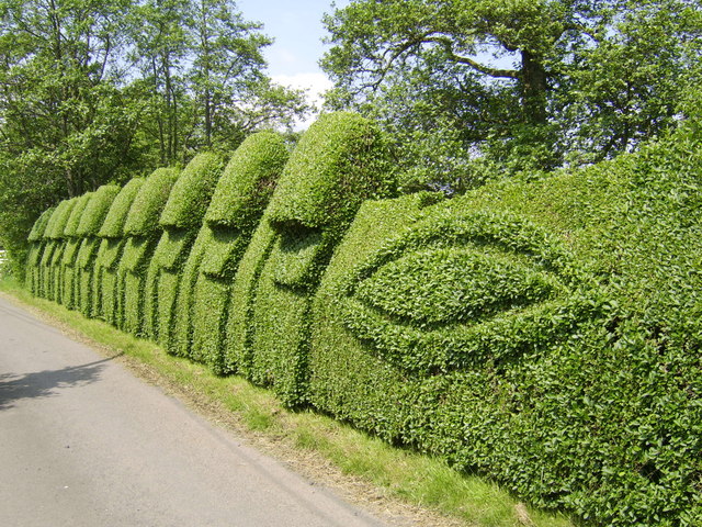 Sculptured hedge near Conachra Farm